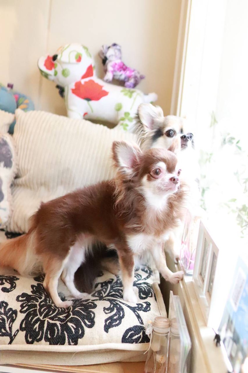 アネラくん・モグちゃん