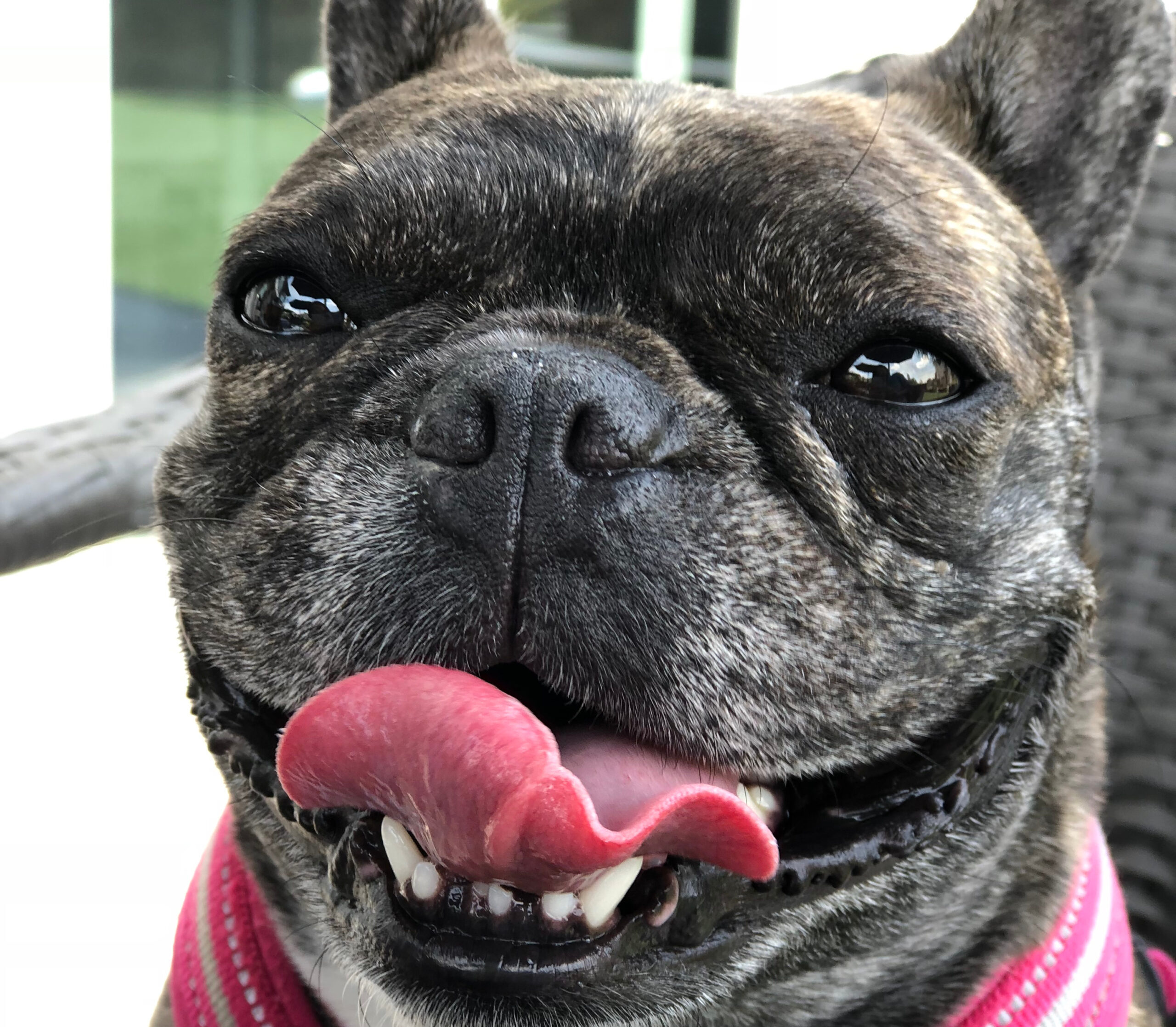 ひおうぎちゃん