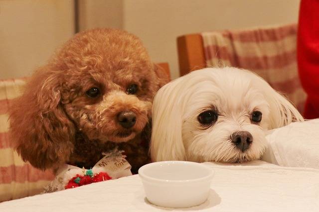 まるちゃん・りさちゃん