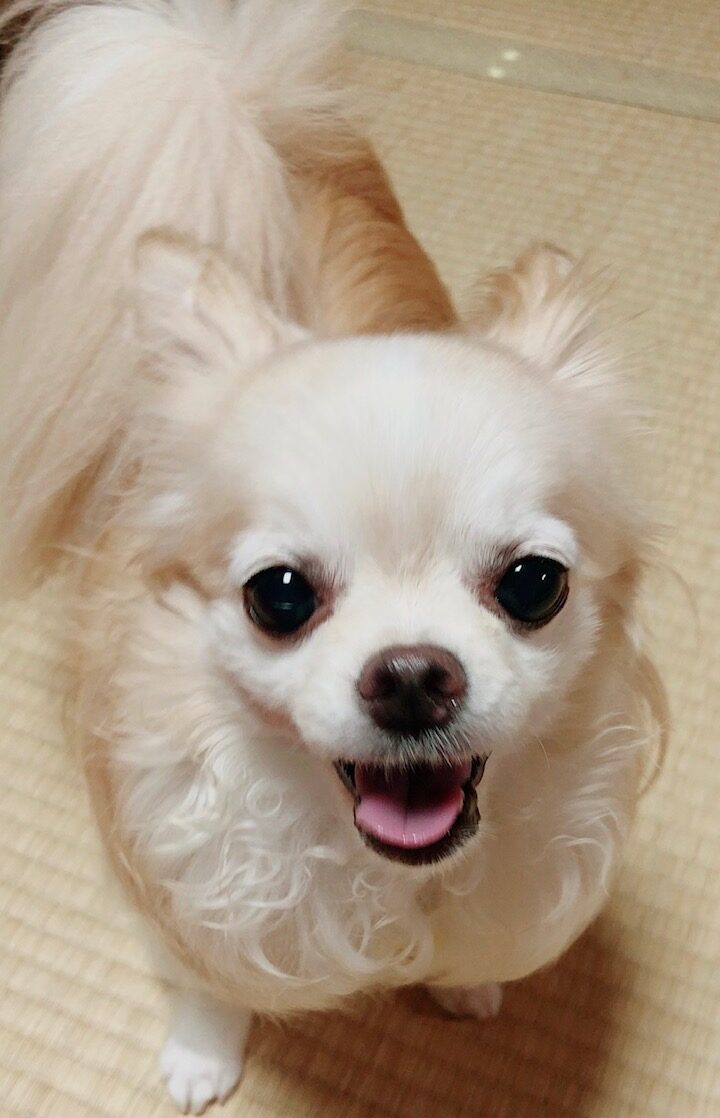 愛犬
