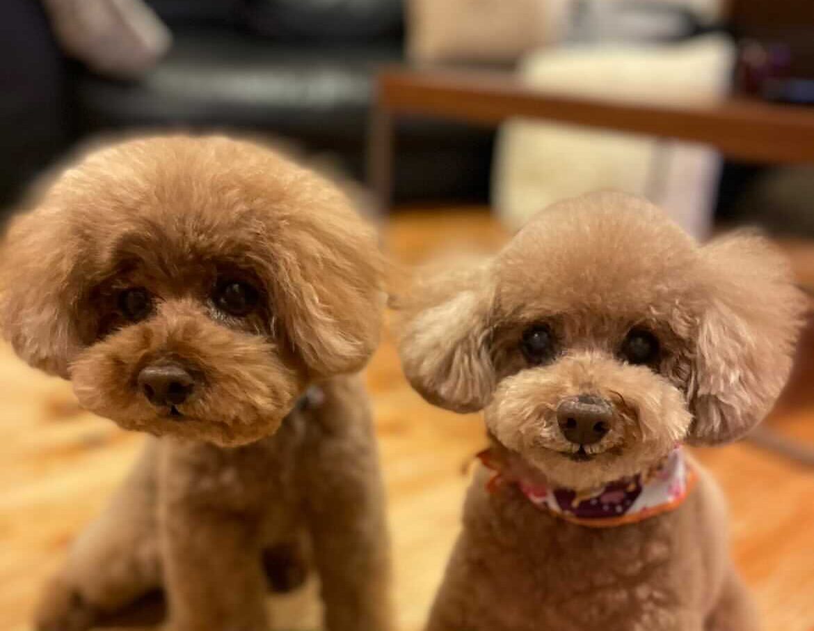 ココちゃん・ヒナちゃん