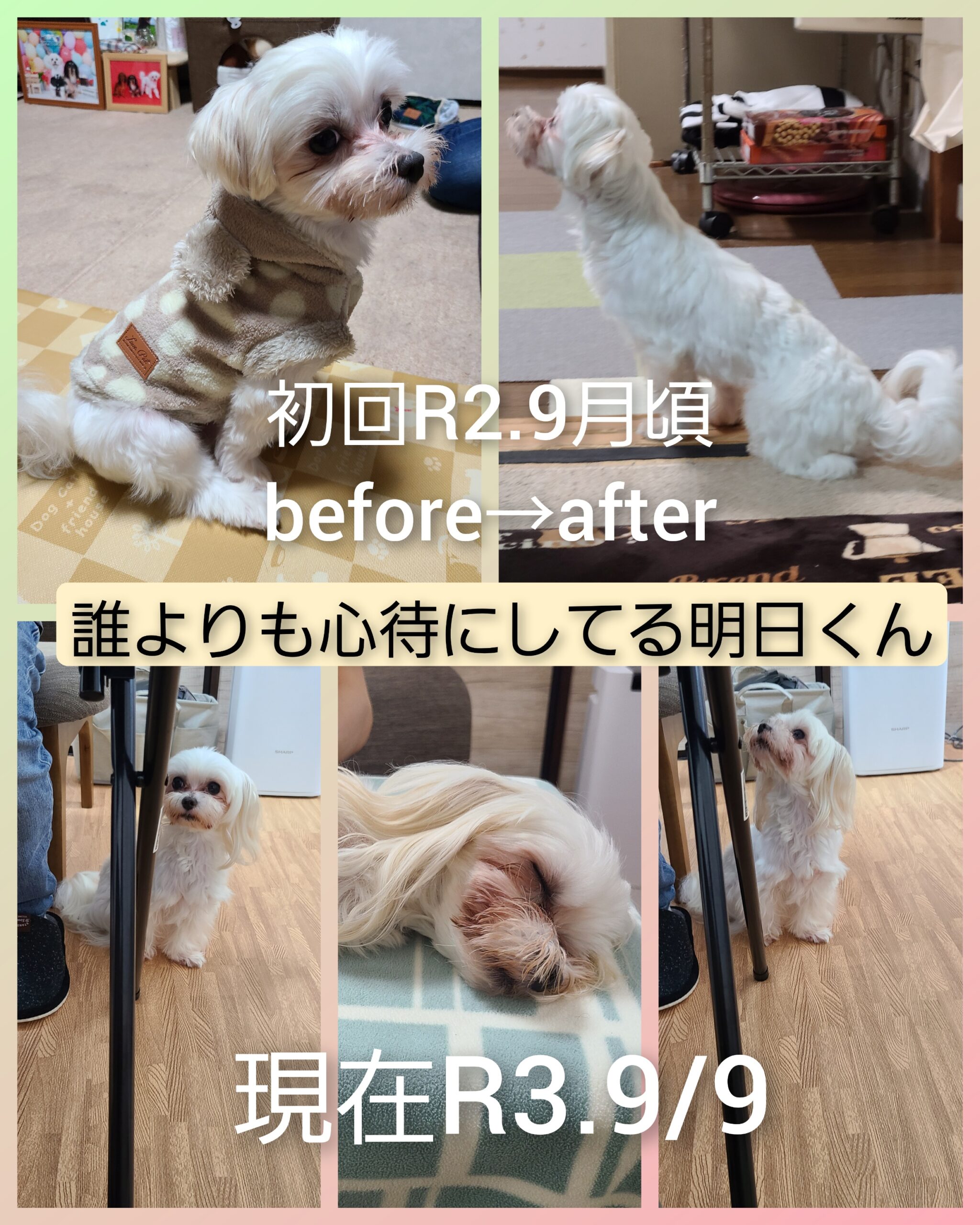 愛犬2