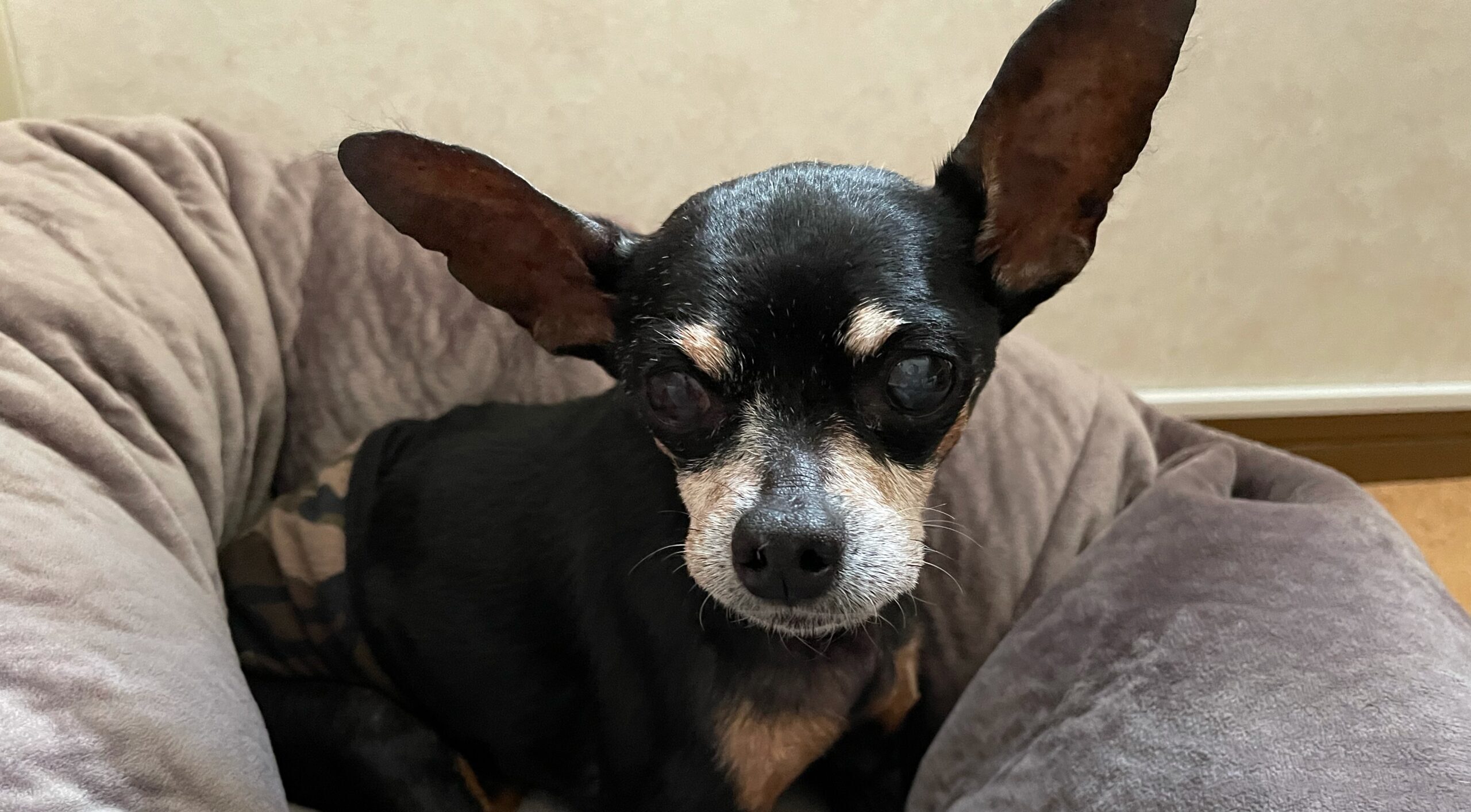 ファーストくん