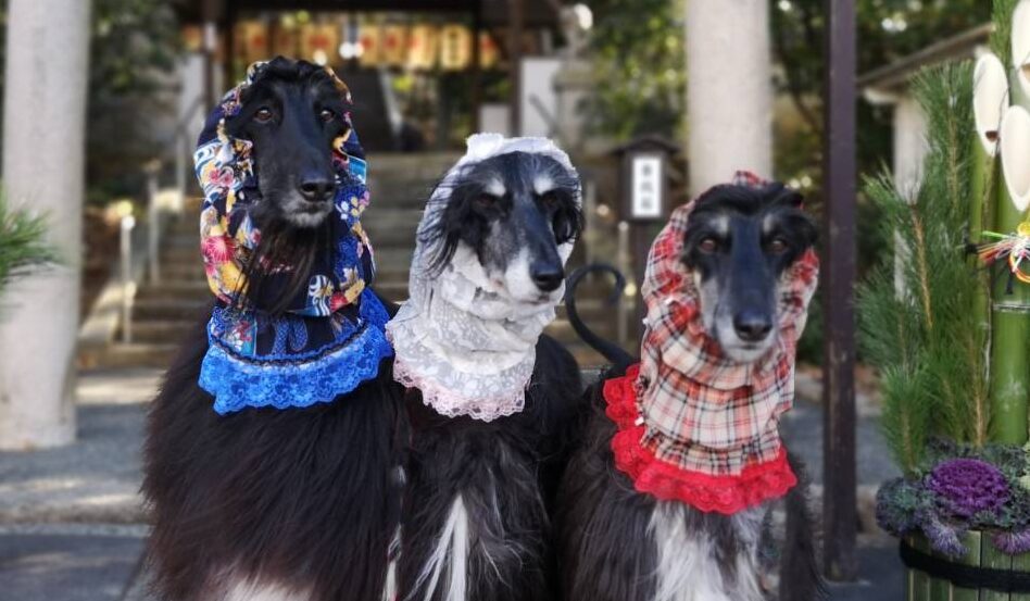 tutuちゃん・嵐くん・ノアちゃん