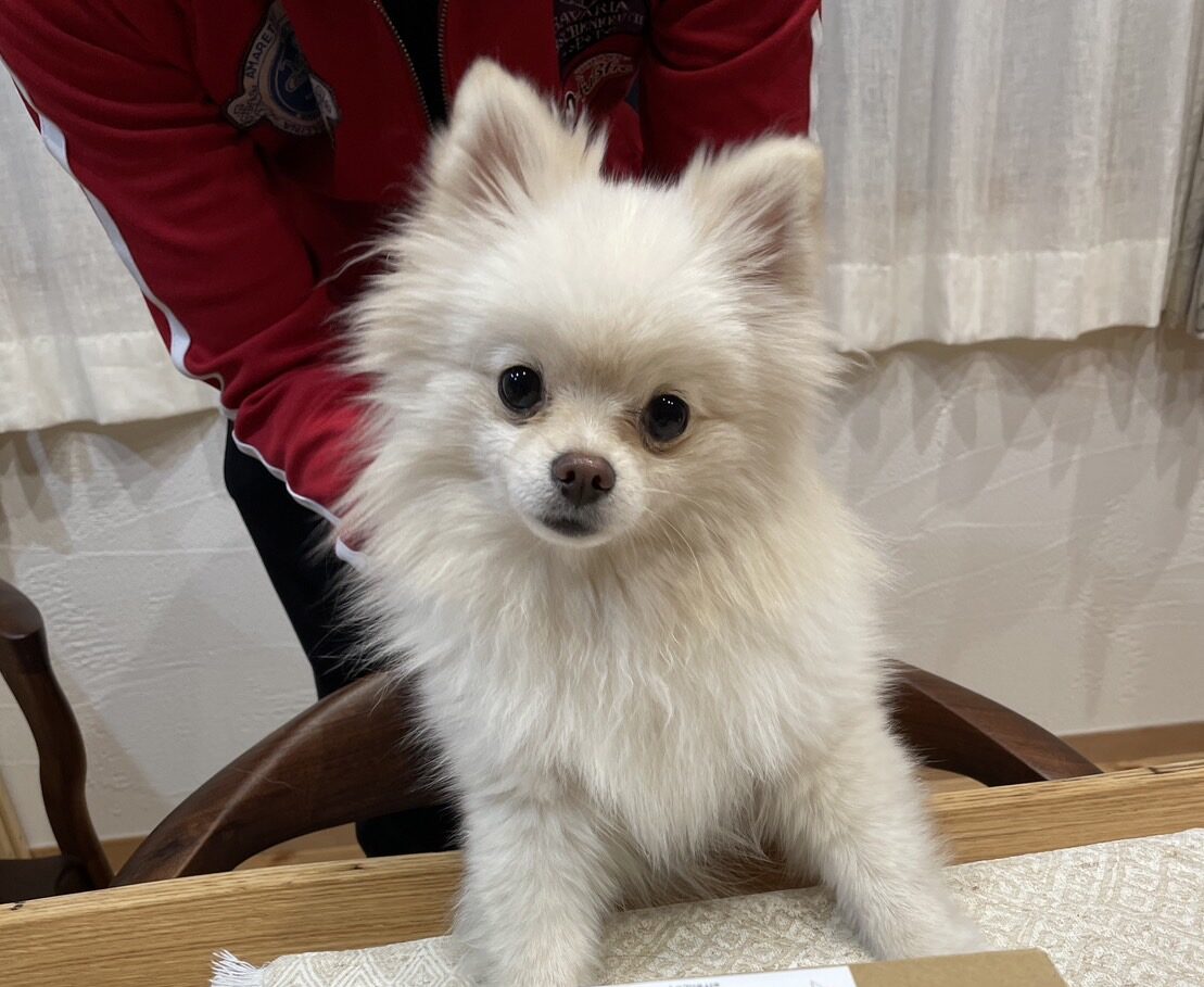 レオンくん・みるきぃちゃん