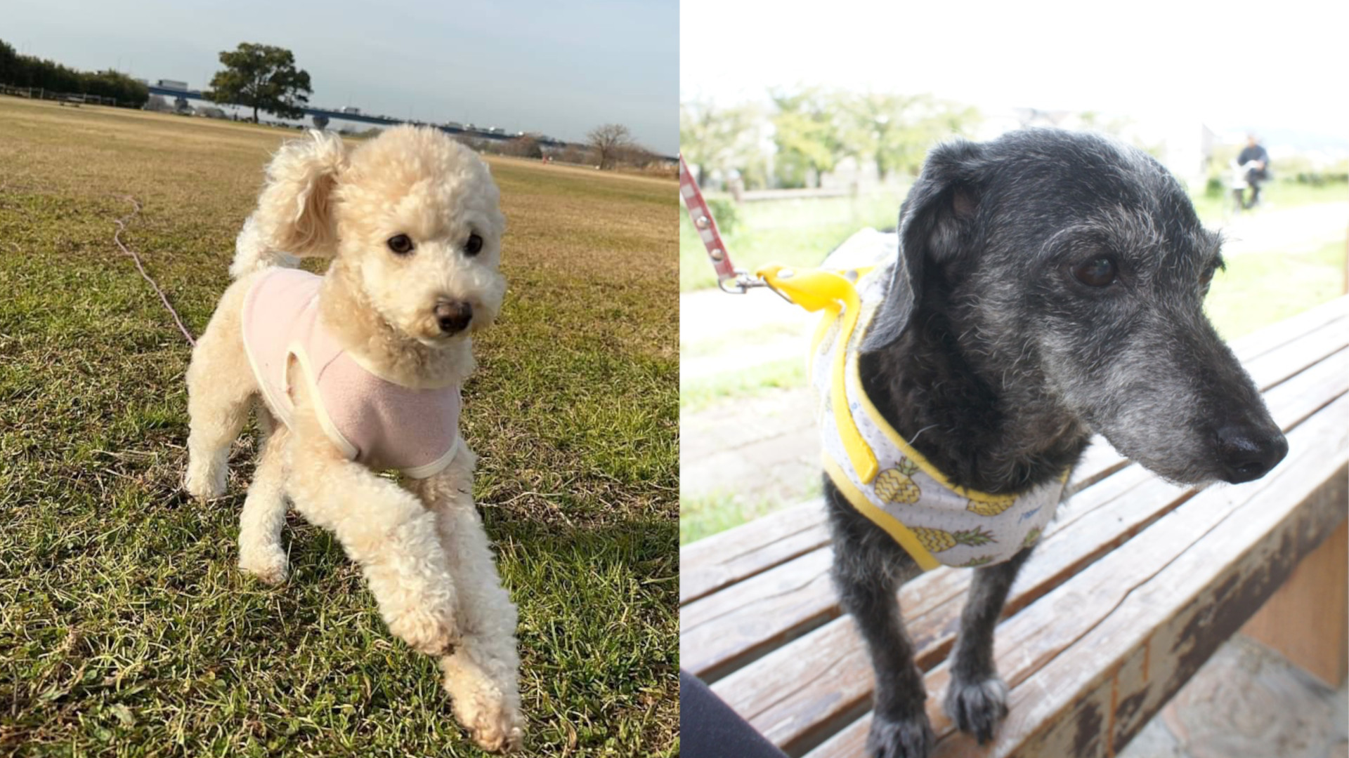 わらちゃん・ななちゃん